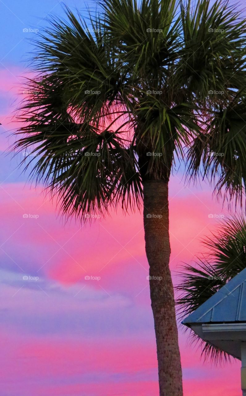 Pink sunset with palm