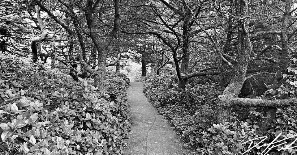 black and white of path to twin rocks
