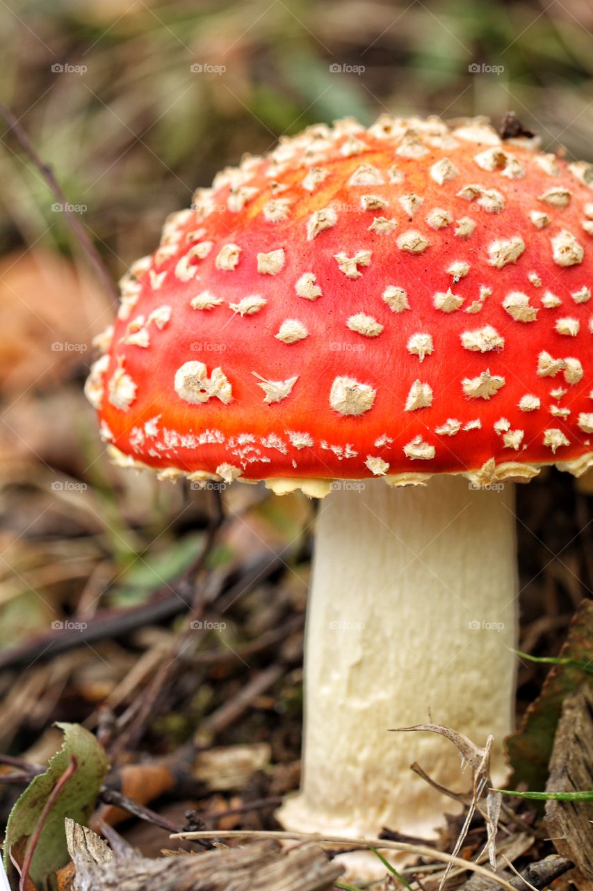 Close up of a red capped toadstool.