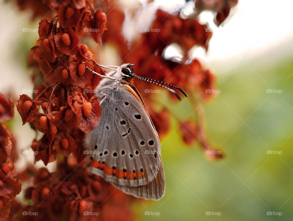 butterfly and red leaves in the beginning of autumn
