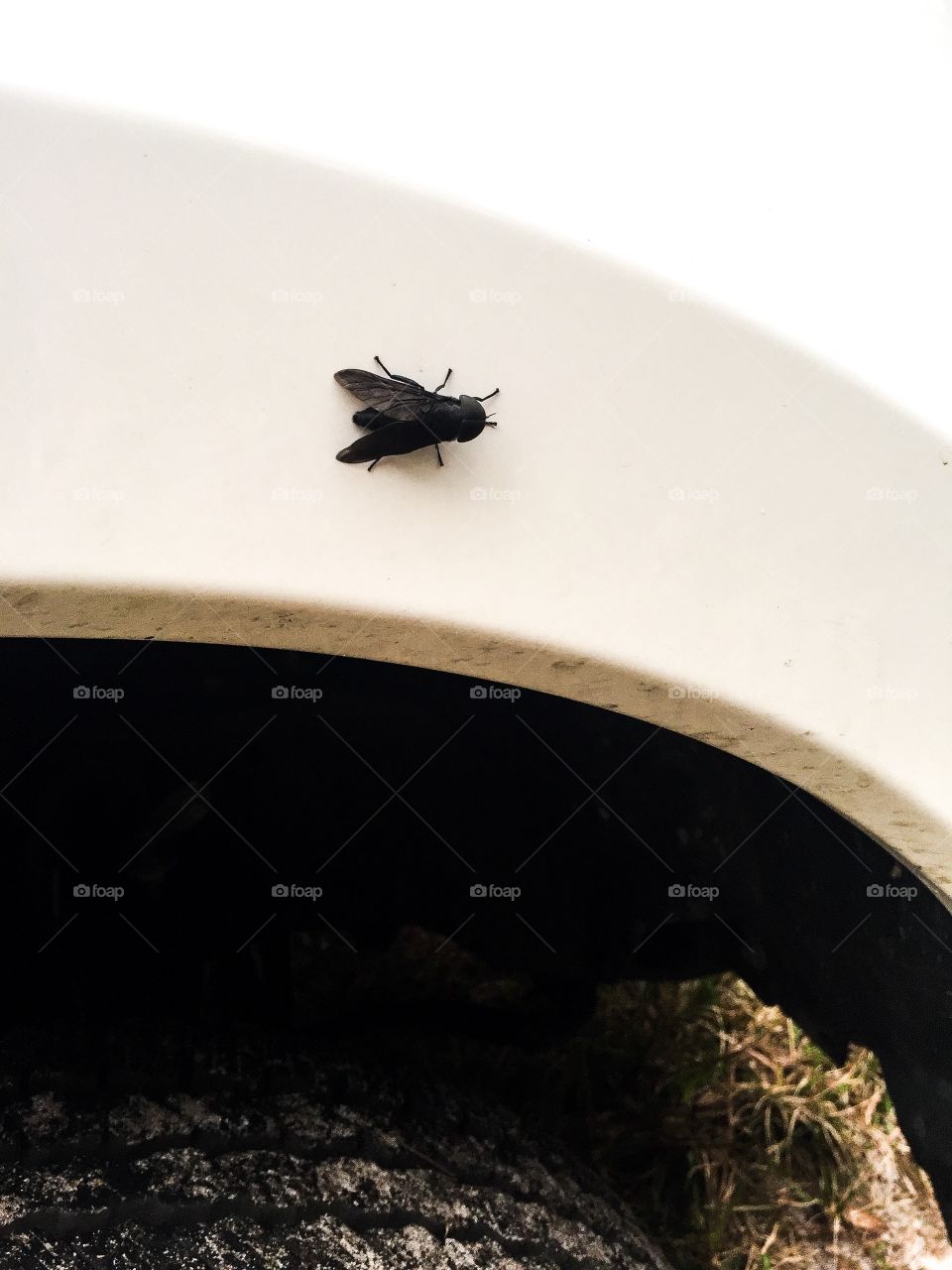 Florida fly’s are huge and can huber in place.