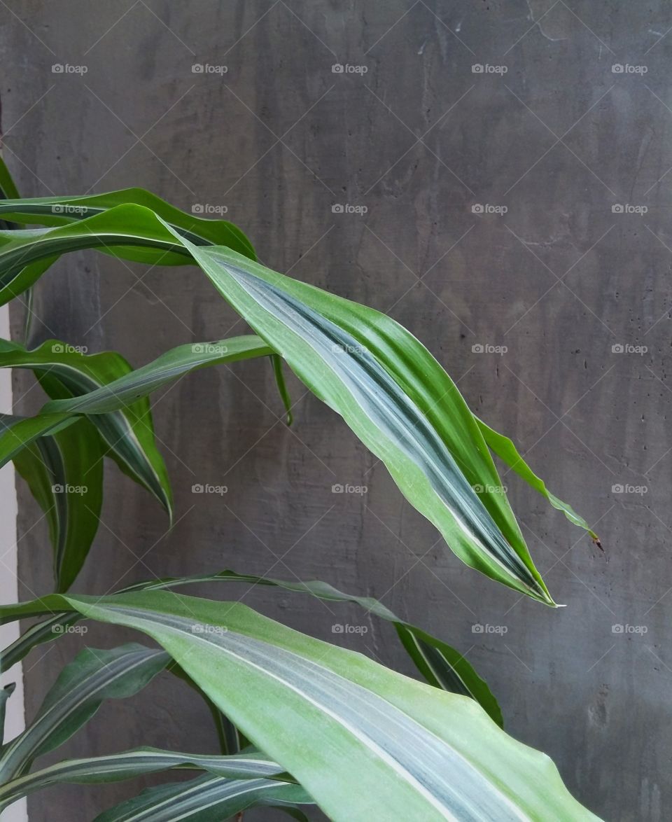 leaves of a houseplant
