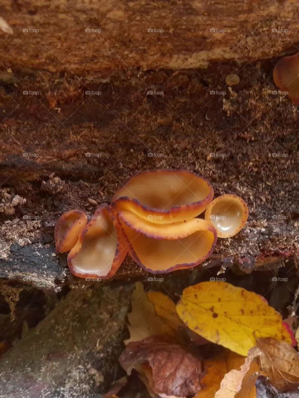 Peziza cup mushroom is found in abundance, but it is not considered edible due to its great variety..