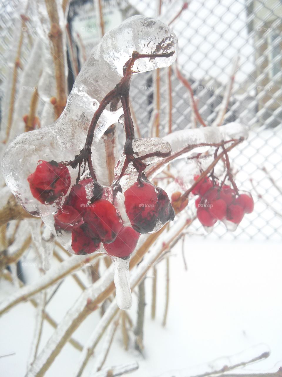Frozen Berries. Spring seems to be delayed in Canada. Berries coated in thick ice after a deep freeze.