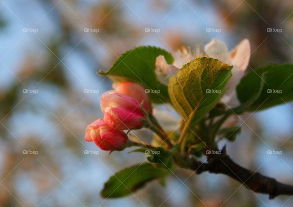 Apple Tree at Sunset