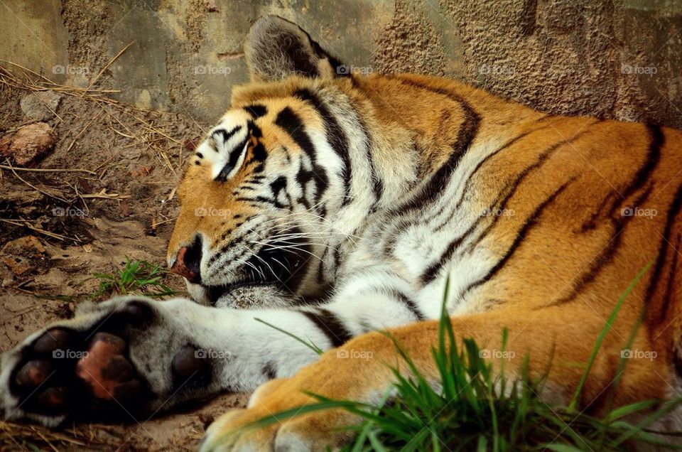 Close-up of sleepy tiger