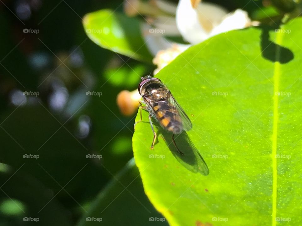 Close-up bee on a bright green leaf