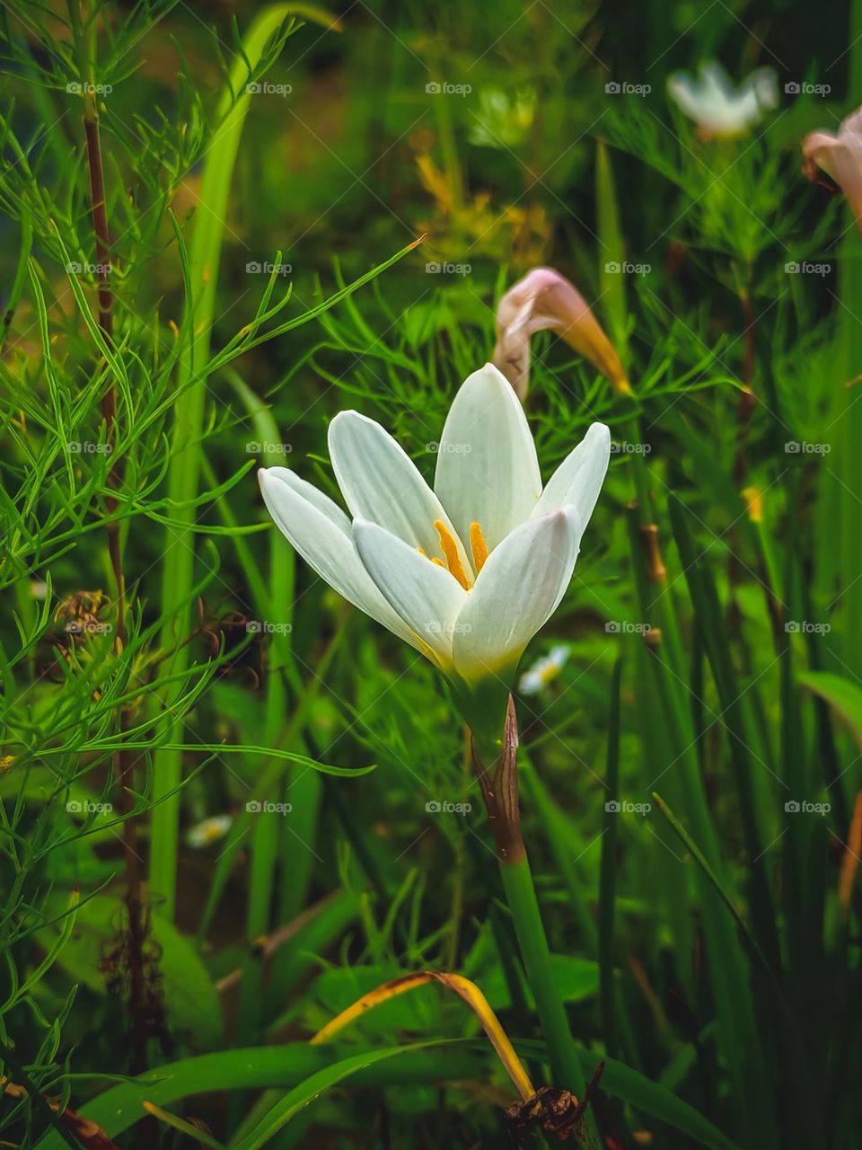 Capturing the essence of spring season