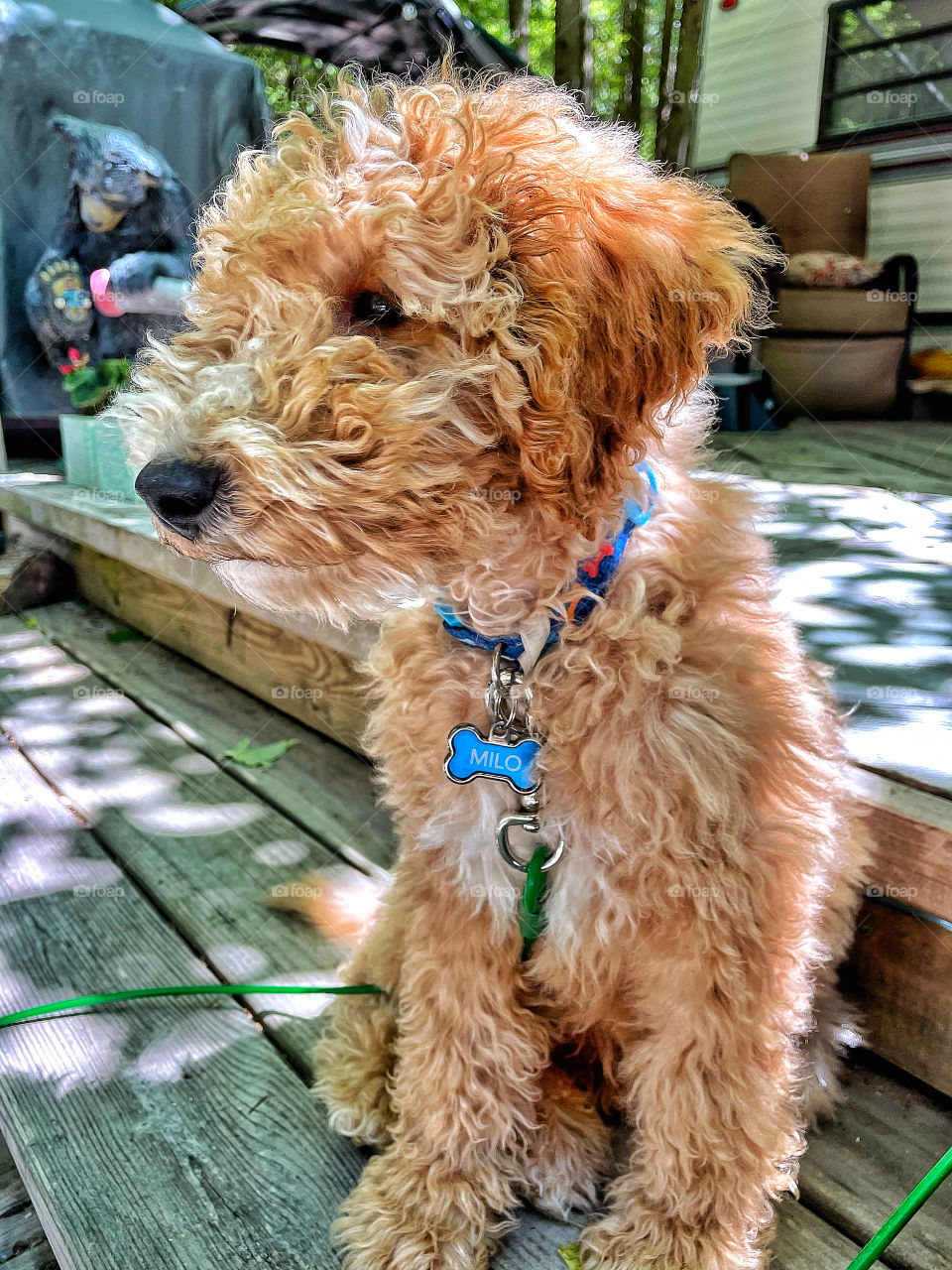 Milo the golden doodle looking cute as a bug