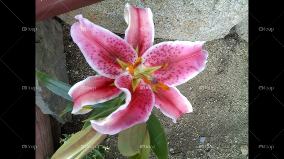 The journey of a thousand steps begins with the first flower