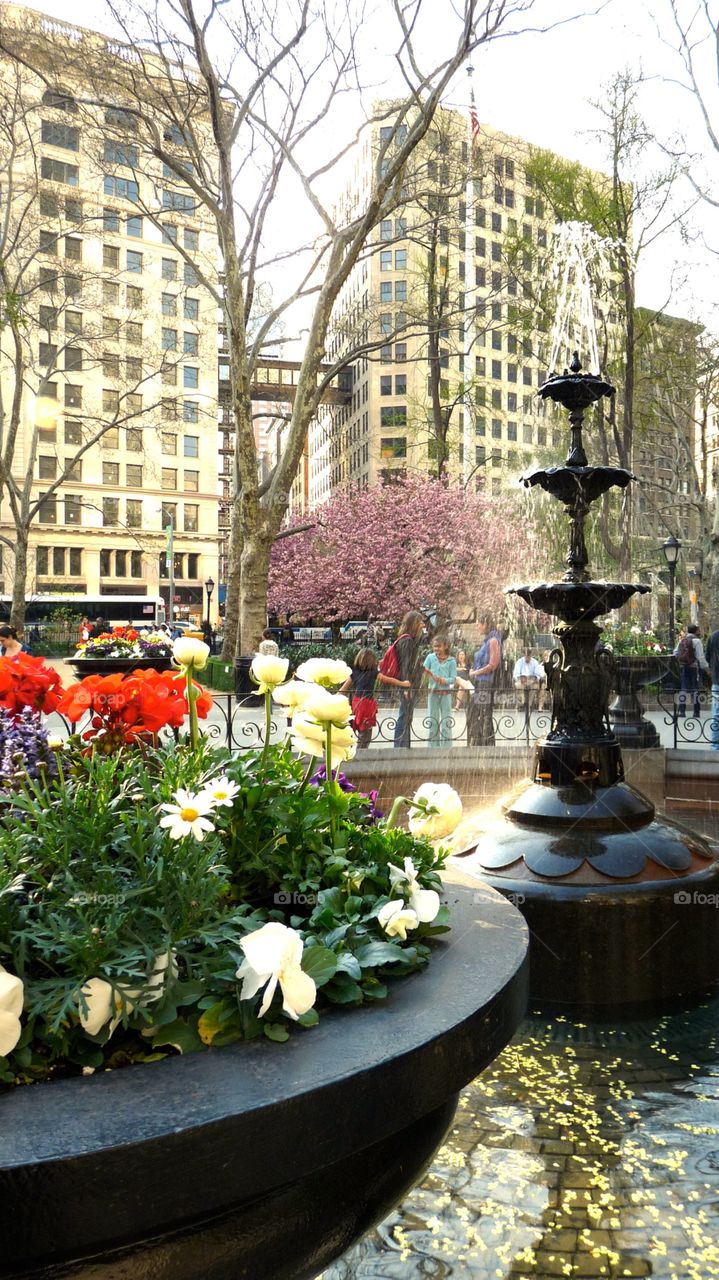 City Garden in Spring . Madison Square Garden in Springtime 