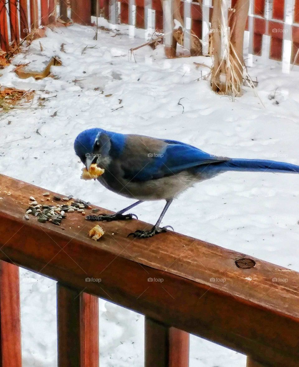 Scrub-Jay snatching a quick bite with a watchful eye