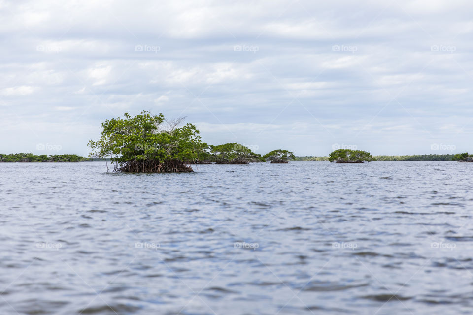 Trees in water
