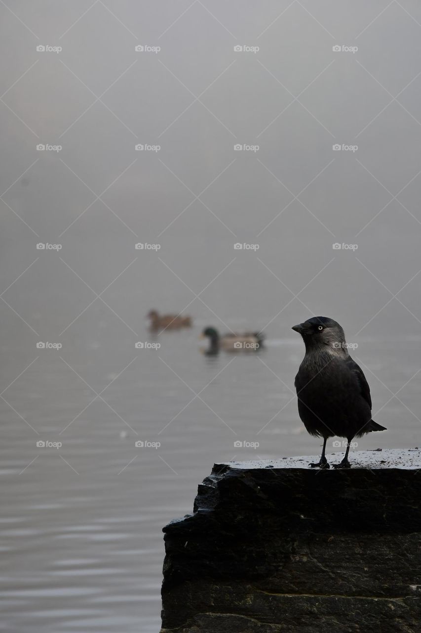 A black bird near lake