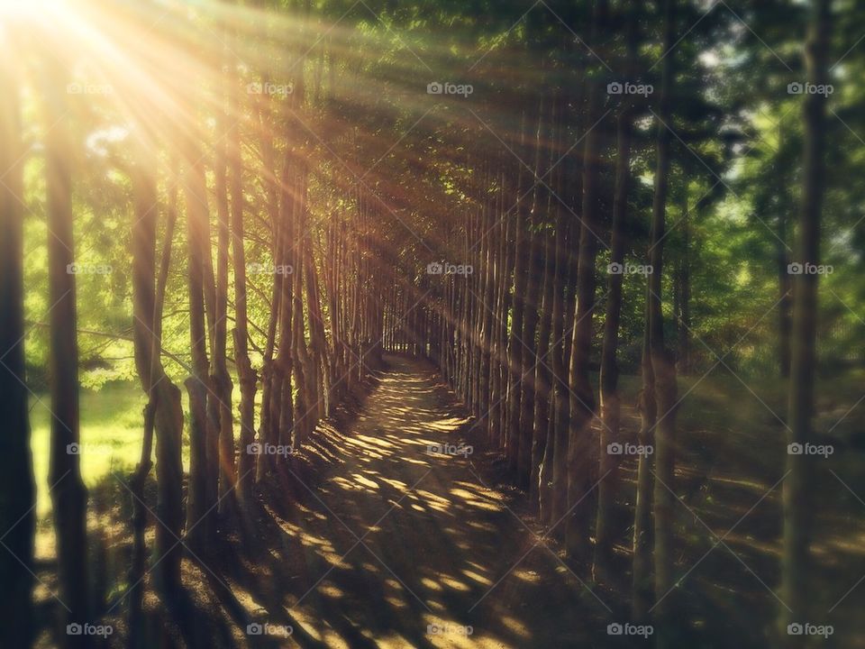 Footpath between trees