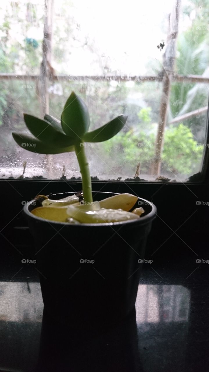 Lucky plant