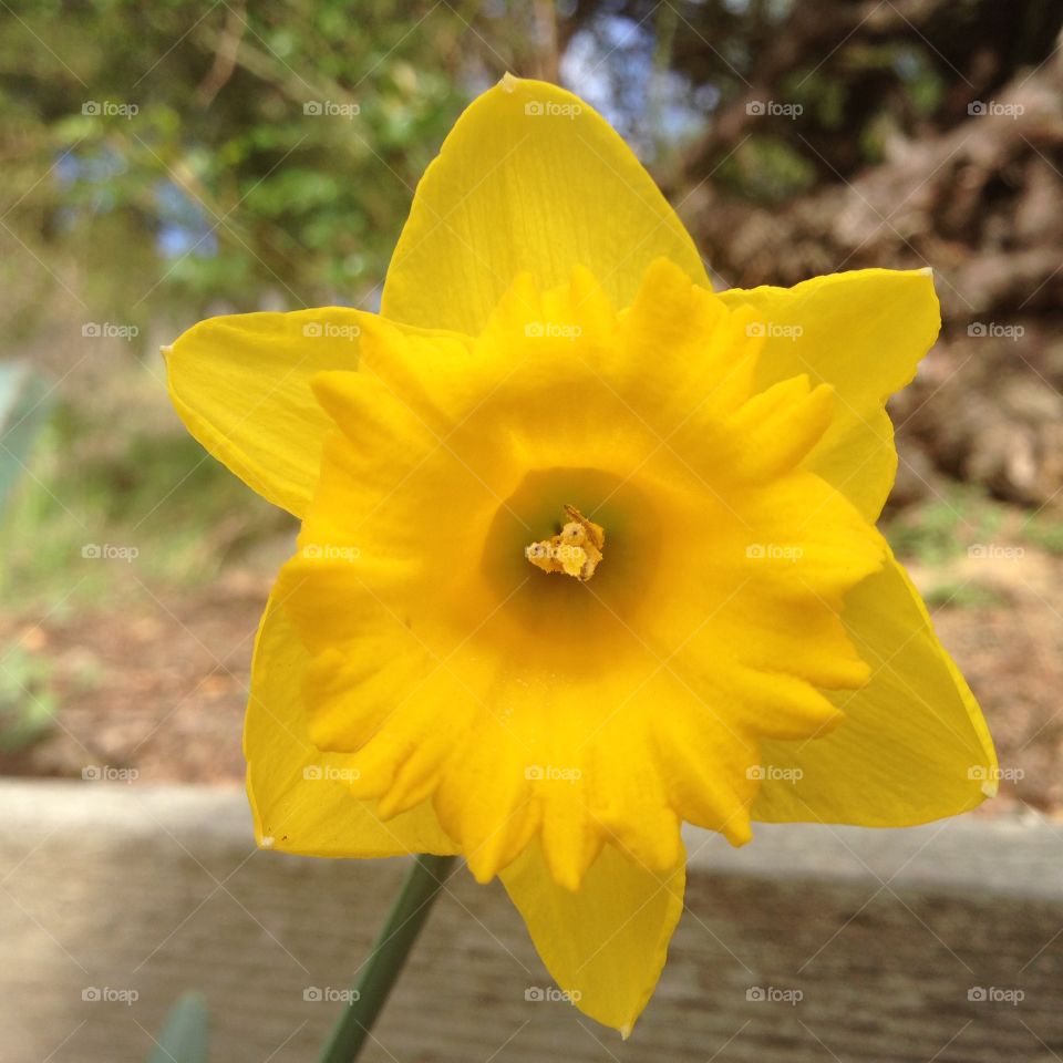 Master of Sunshine. Daffodil, cultivar "Dutch Master"