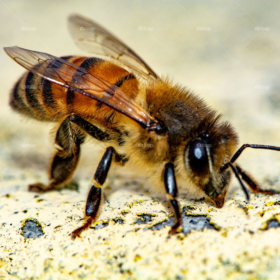 busy bee cleaning up
