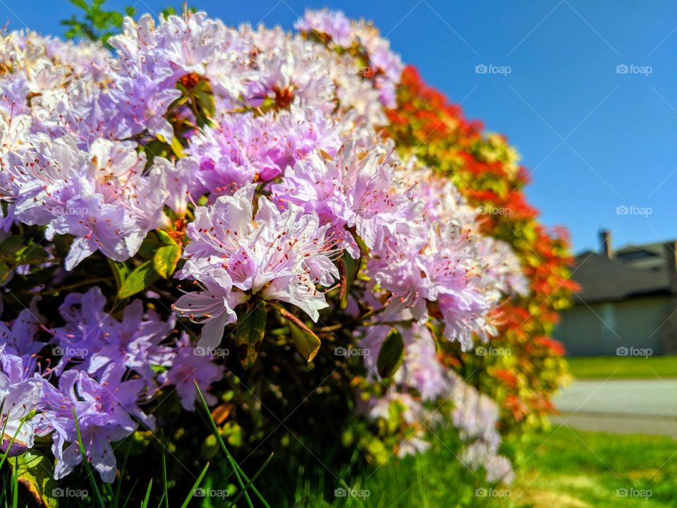 Nothing compares to a beautiful bush of flowers in the early summer afternoon. Serene yet wild, it emanates beauty and hope into the hearts of its beholders.