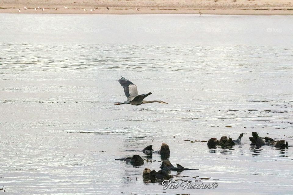 Bird over otters