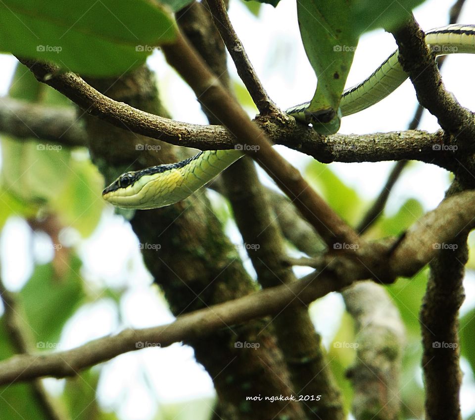 green snake. looking for food