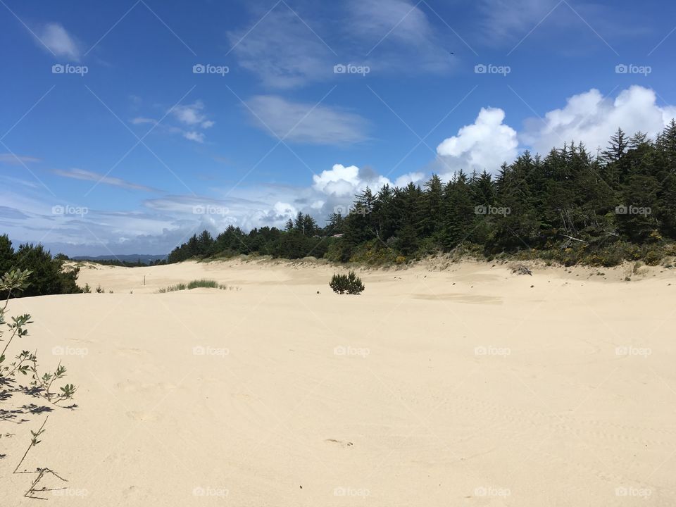 Oregon dunes state park in June