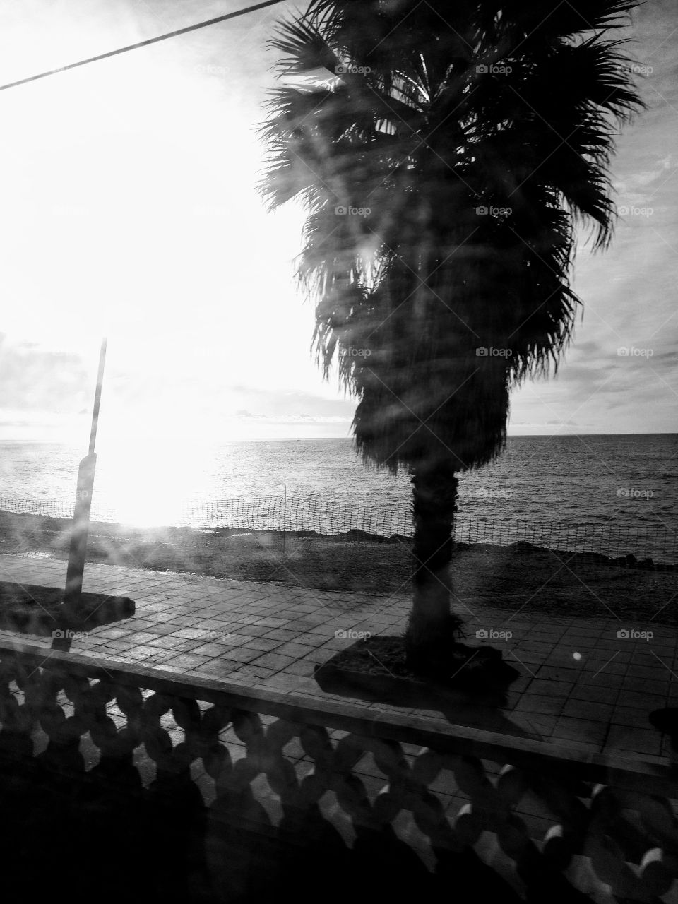 el amanecer desde la playa foto en blanco y negro con una palmera delante del mar