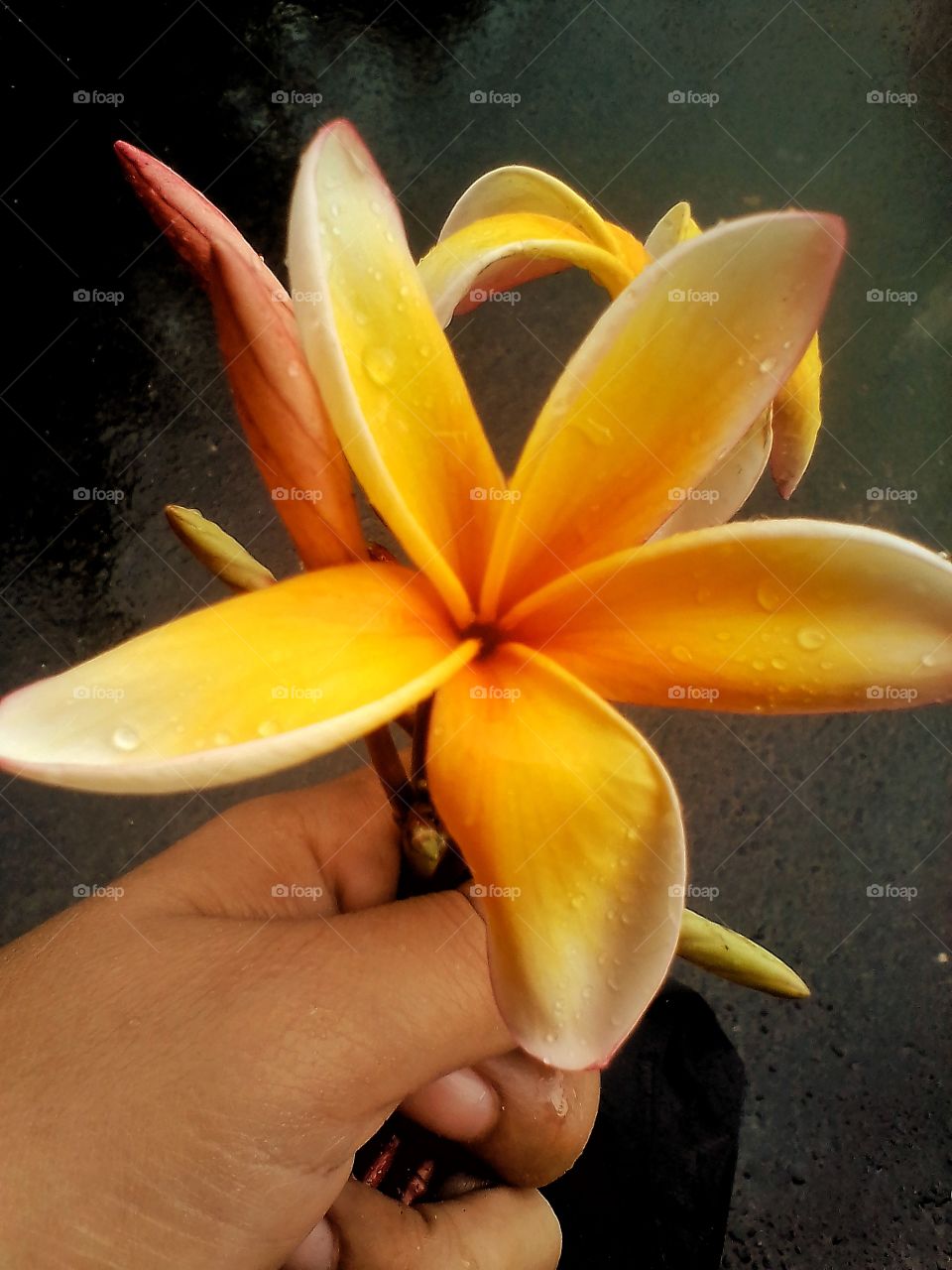 A hand holding frangipani flowers