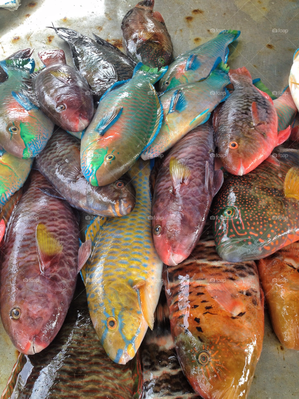 food colors fish colorful by twilite