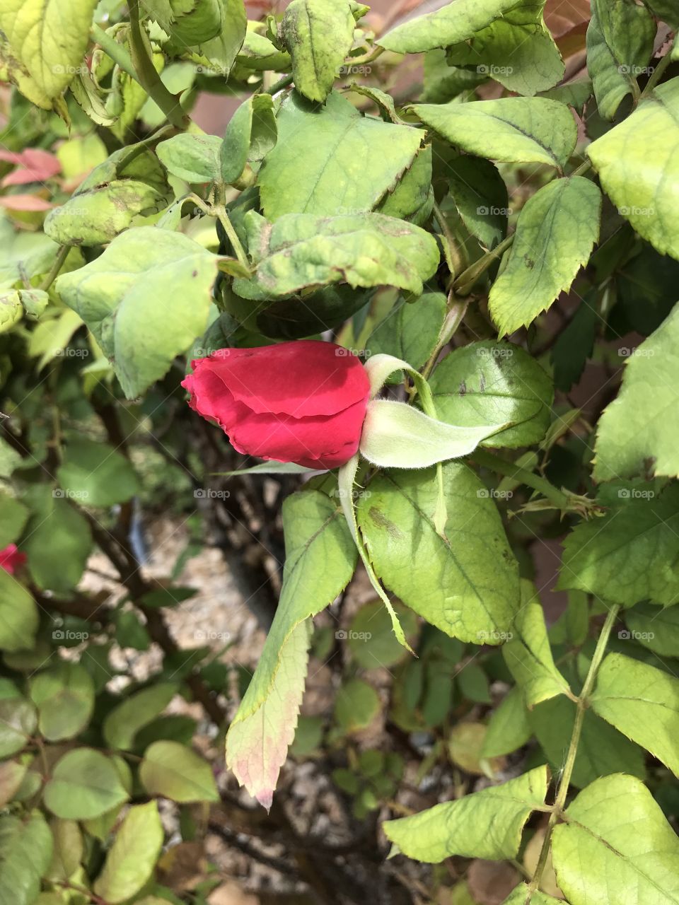 Red rosebud 