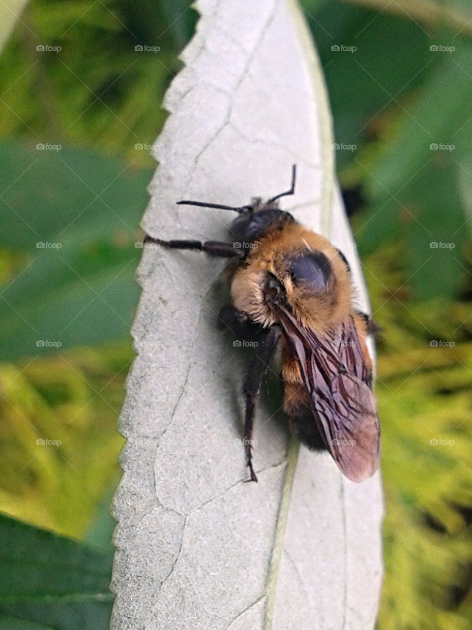 Resting bee. Taking a break from his work.