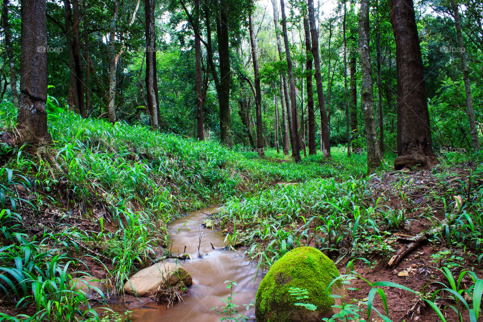 stream running in the woods with a big rock full of moss