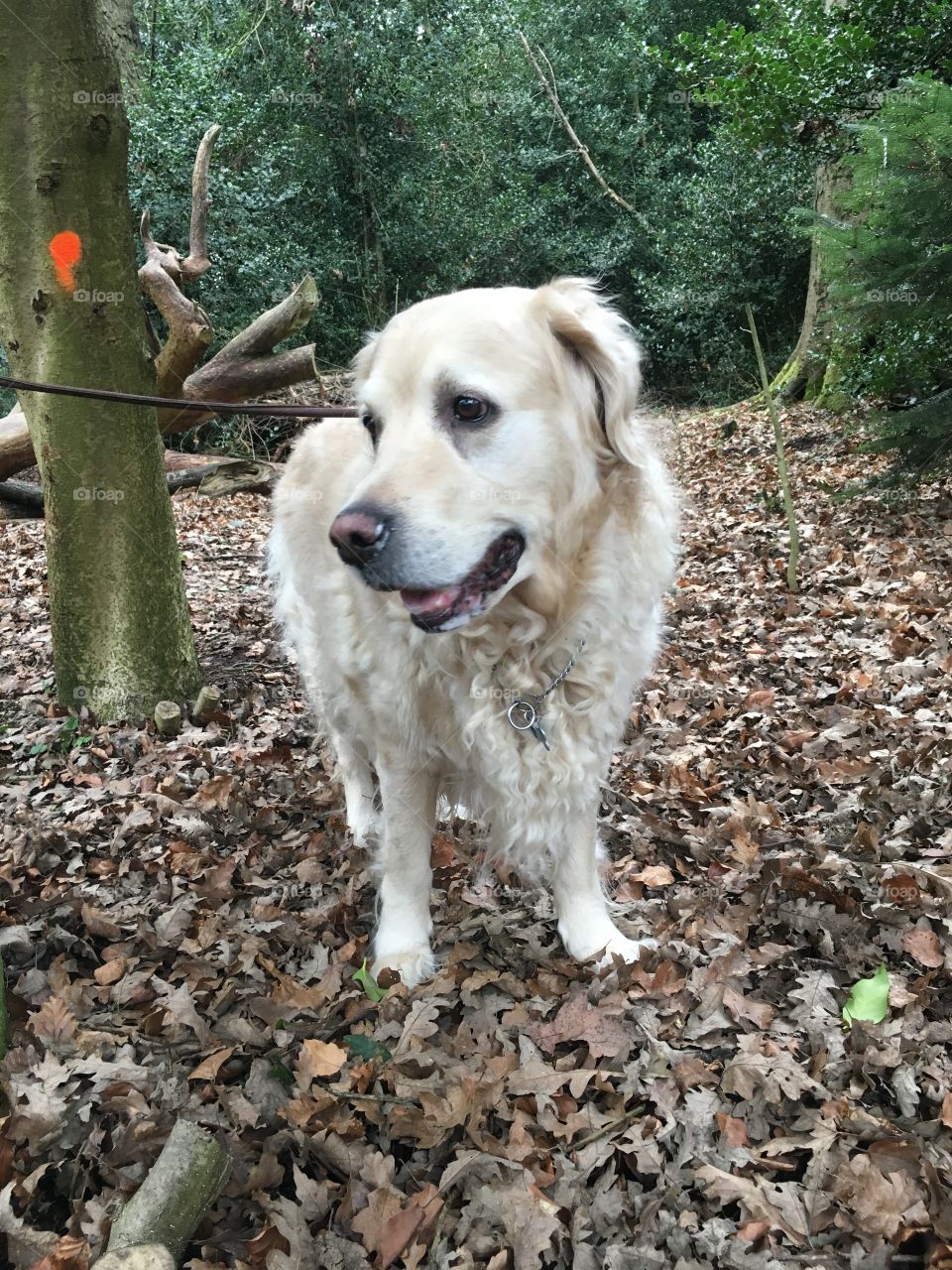 Dog, Mammal, Pet, Canine, Portrait