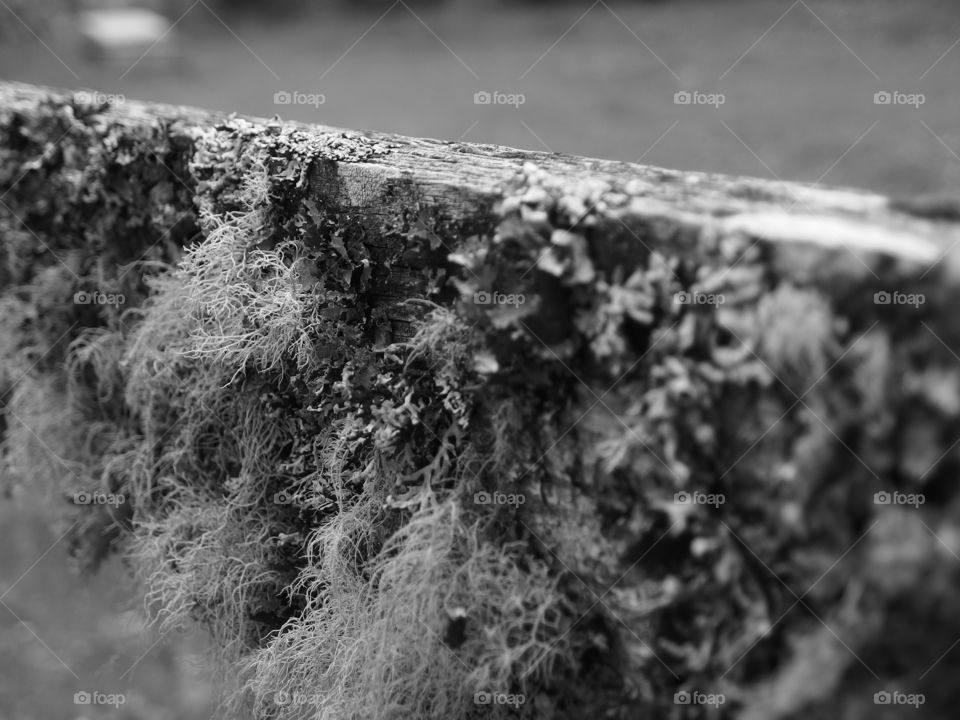 Fine details of moss that covers an old weathered wood fence in the rural countryside. 