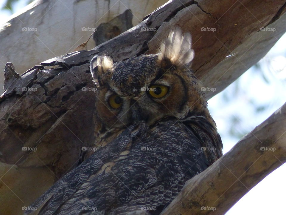 Great horned owl