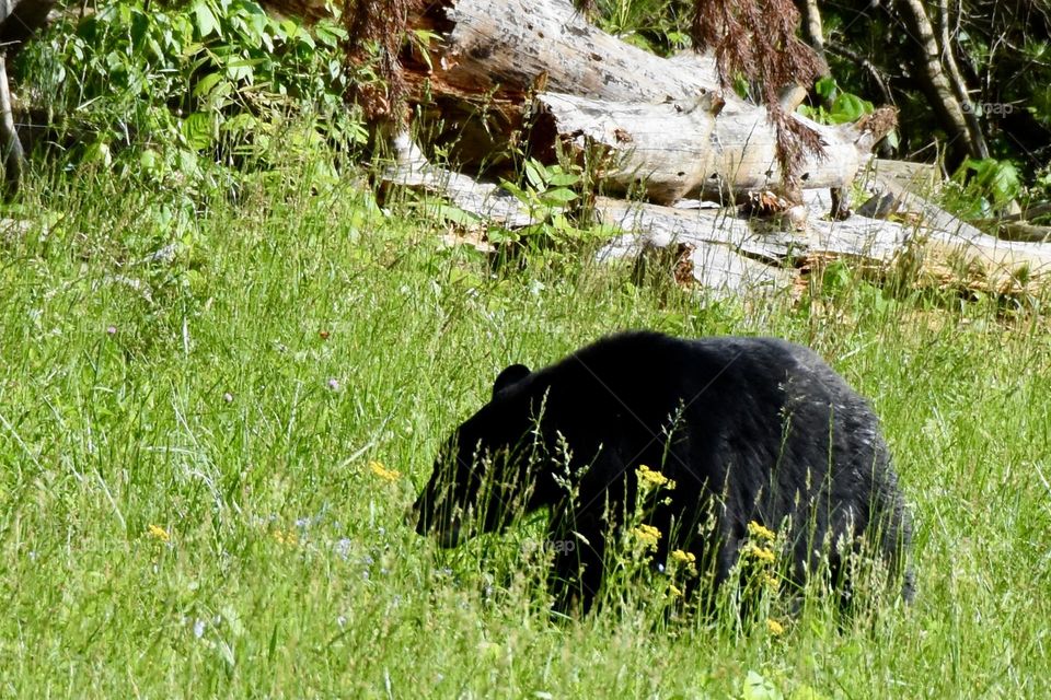 Black bear grazing in a field