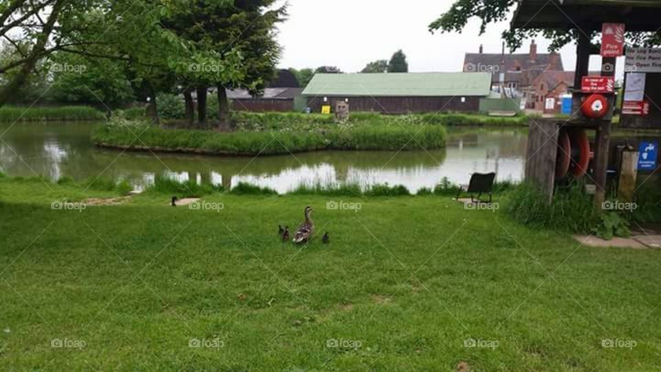 lake and ducks