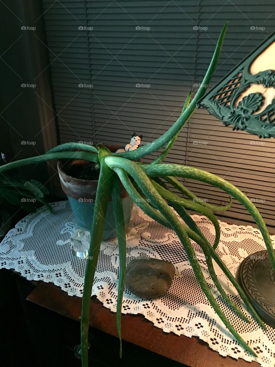 ALOE PLANT GROWING CRAZY

My aloe plant has grown crazy in all directions. I have it in a window that gets morning light. It sits in a flower pot on a pretty piece of white lace. Aloe is known to have healing properties if you break open the leaf and put the liquid on a sunburn or burn from fire etc.