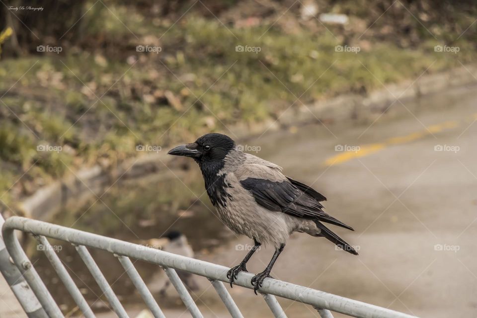 A bird in the city
