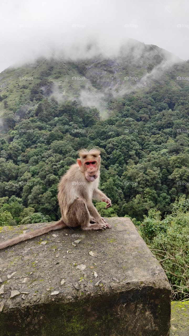 Monkey with mist