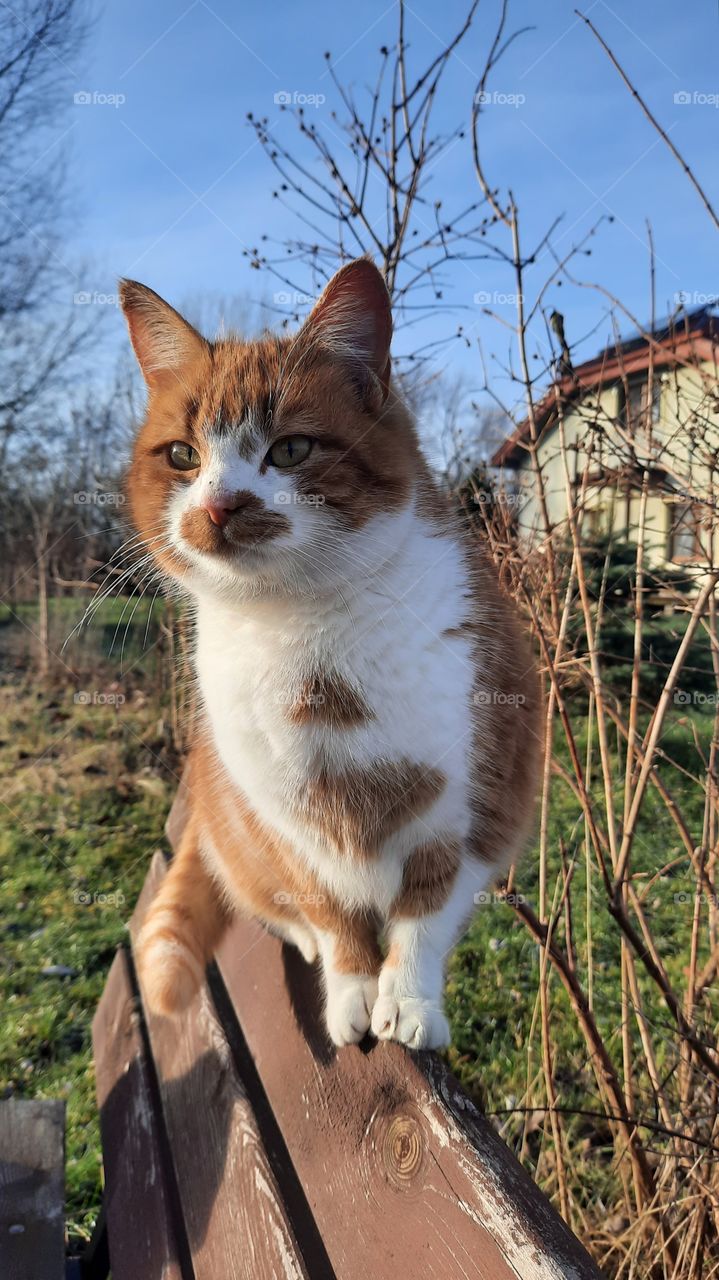 ginger&white cat  walking on bench backrest on sunny day