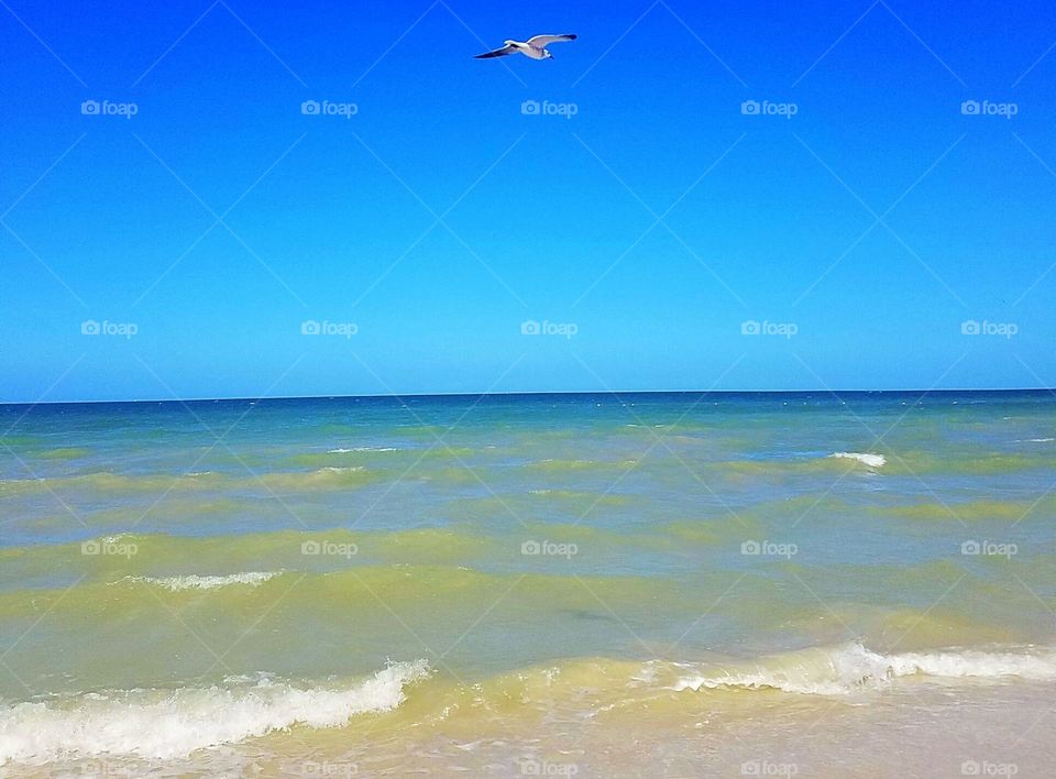Seagull soaring over the blue waters of Progreso, Mexico