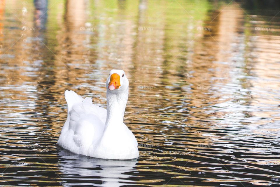 One white goose looks into the camera swims on the lake on an autumn warm sunny day, side view cope plan. Bird lifestyle concept.