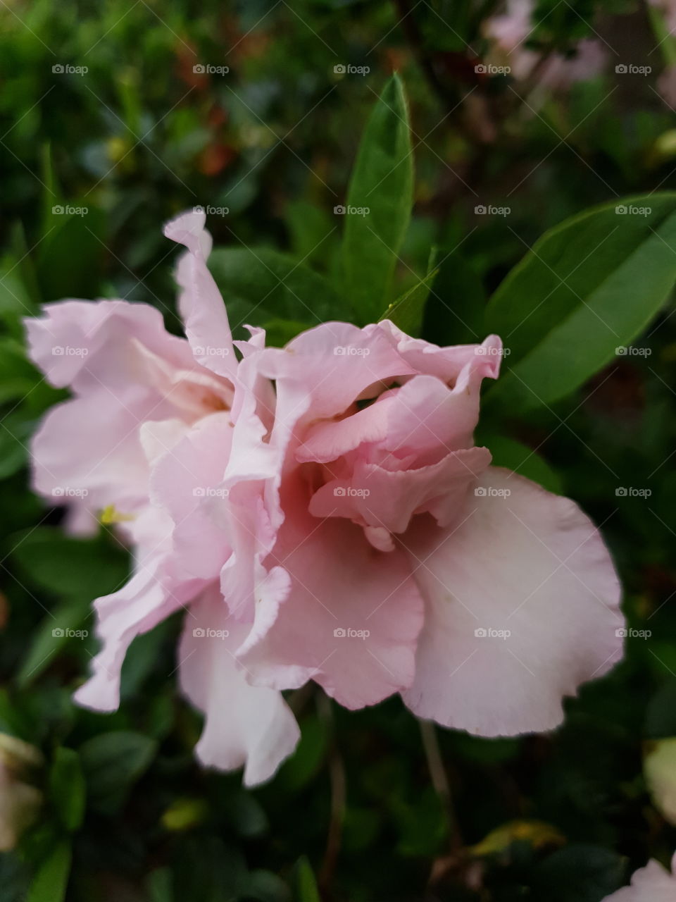 Double pink flower in bloom