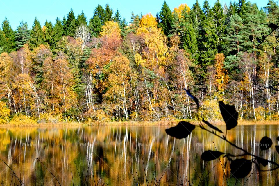 Autumn at Mellansjön . Autumn colors on the trees 