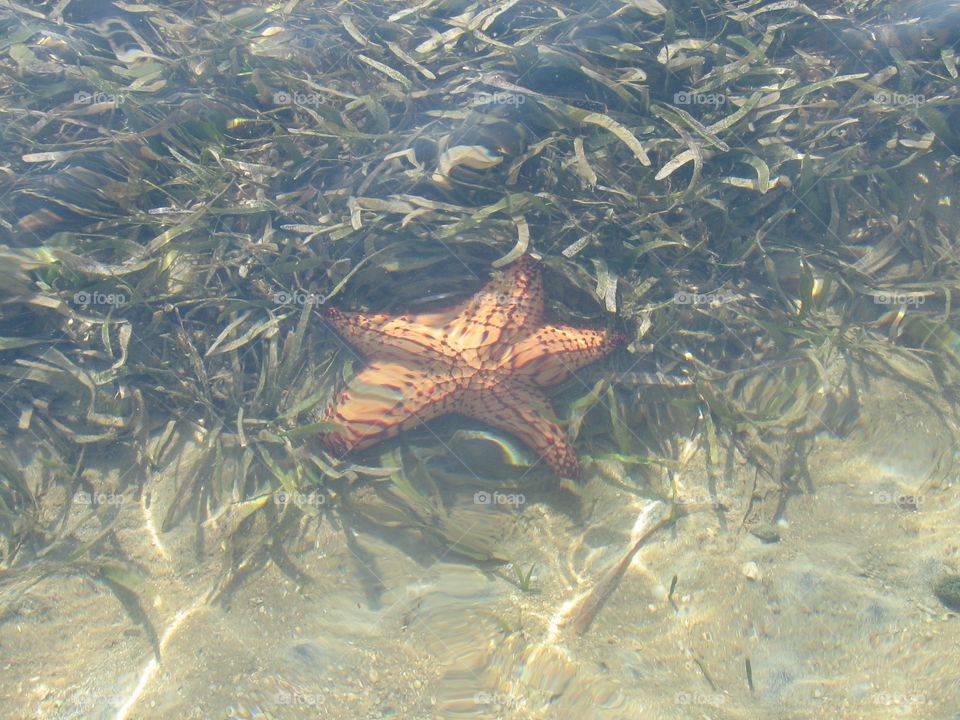 Starfish 