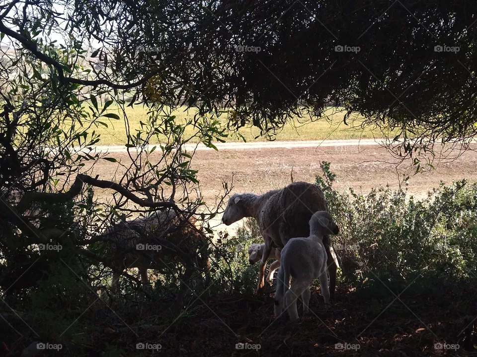 sheep and lamb