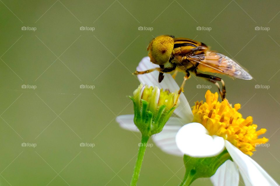 Closed up photo of bees on tiny wild flowers.