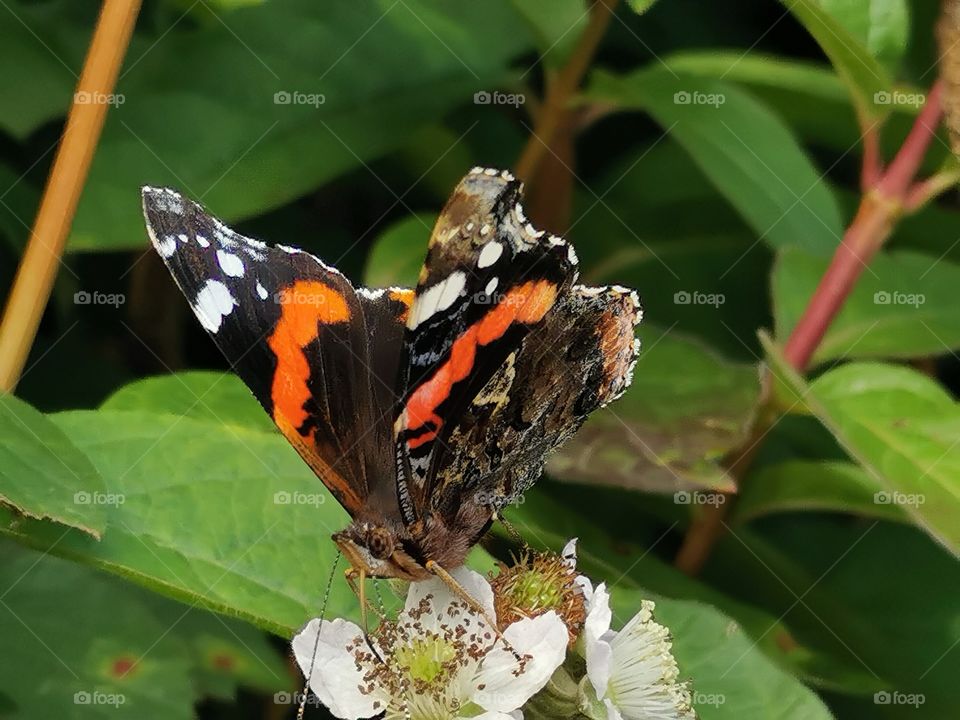 Admiral Falter auf Brombeerblüte