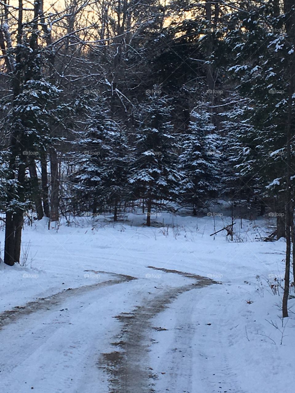 Winter road with Snow covered Pine trees